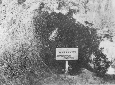 Illustration 52. Wawona arboretum, 1904. Sign on post identifies ''Manzanita.'' Photographer unknown