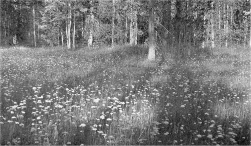 A MOUNTAIN MEADOW IN THE FOREST BELT