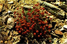 Alpine Buckwheat, Eriogonum ovalifolium var. nivale