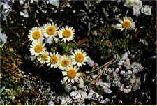 Alpine Daisy, Erigeron compositus var. glabratus