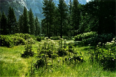 Cow Parsnip, Azalea in Yosemite Valley meadow, Heracleum lanatum