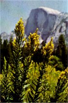 Meadow Goldenrod, Solidago carradensis ssp. elongata