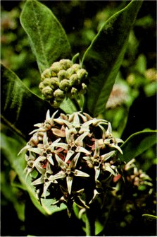 Showy Milkweed, Asclepias speciosa