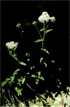 White Yarrow, Achillea lanulosa
