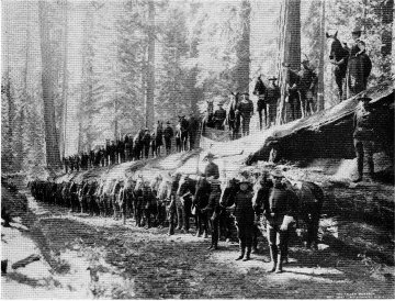 The Fallen Monarch and Troop F, Sixth Cavalry, Mariposa Grove.